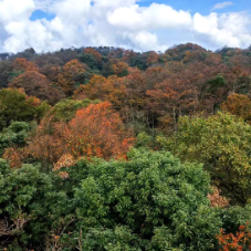 国庆游桑植|澧水之源，绿意织梦：天平山的自然传奇