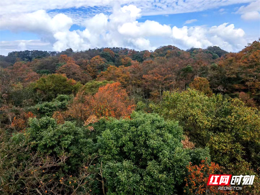 国庆游桑植|澧水之源，绿意织梦：天平山的自然传奇