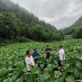 张家界市桑植县：金叶片片香“丰”景无限好