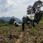情系百姓 为民解忧｜湖南旅游集团驻黄家坪村工作队获赞