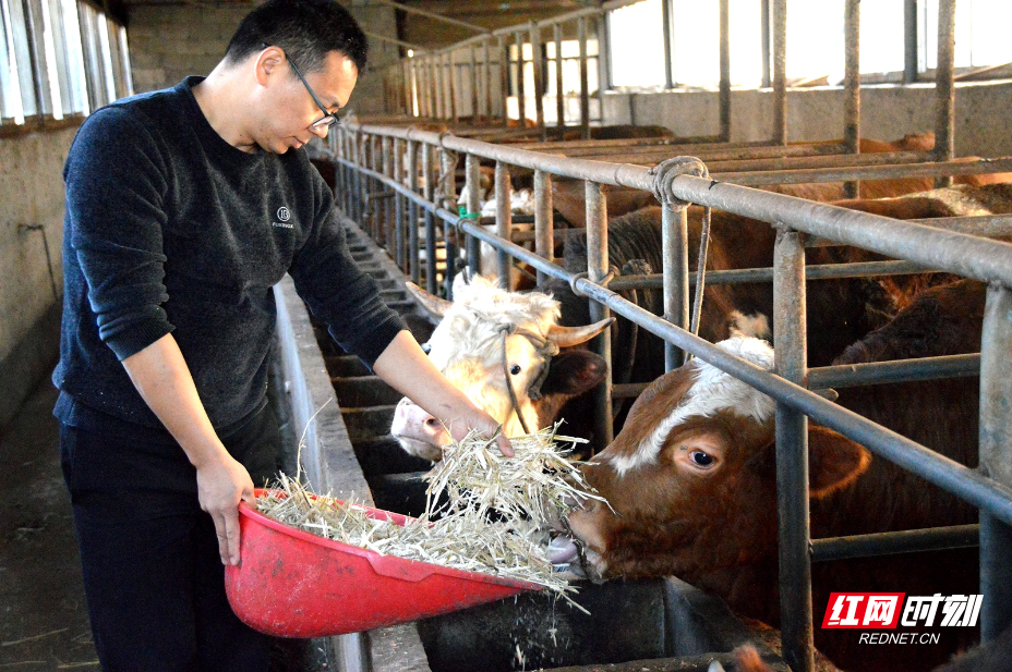 张家界市慈利县：生态养殖牛肉香