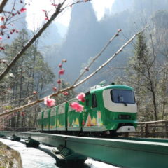 【新春走基层】张家界十里画廊：阳春白雪 梅花迎客