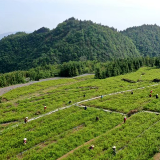 张家界武陵源：“农文旅产业+”示范园区绘山乡巨变新画卷