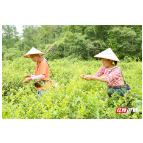 慈利：夏季莓茶采摘忙