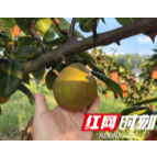 有“梨”超甜 慈利县杨柳铺乡向峪村藤梨喜迎丰收