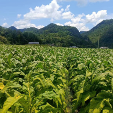 桑植县凉水口镇：不负好时光 烟叶“赶烤”忙