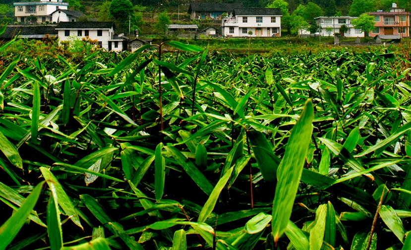 好物出桑植③ | 桑植粽叶