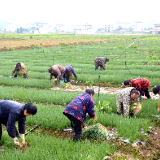 慈利：“头雁”李英菊，让小香葱“香出”山外