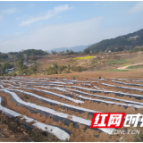 慈利县赵家岗土家族乡新峪村：烟农起垄覆膜 备战烤烟种植