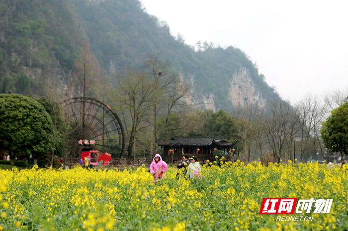 油菜花开成海 张家界黄龙洞景区田园风光醉游人（组图）