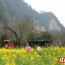 油菜花开成海 张家界黄龙洞景区田园风光醉游人（组图）