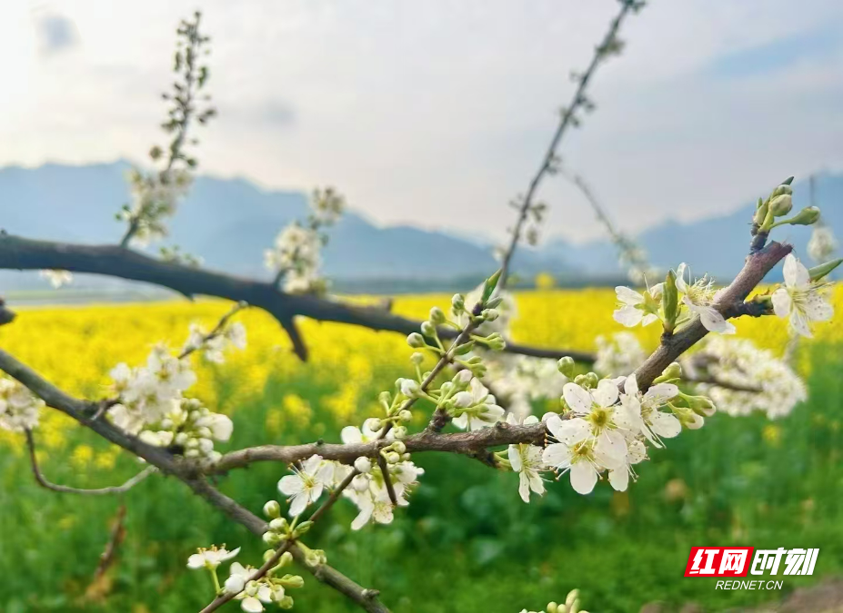 张家界市：杨家界大道沿线千亩油菜花盛放 邂逅春日限定美景