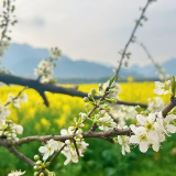 张家界市：杨家界大道沿线千亩油菜花盛放 邂逅春日限定美景