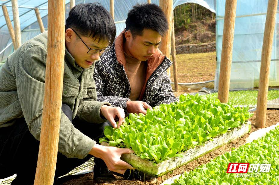 张家界市慈利县：为500亩辣椒移栽奏响前奏曲