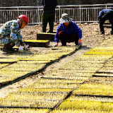 慈利县：水稻育秧实行智能化