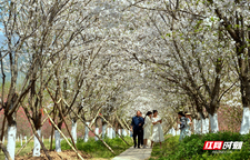 慈利琵琶花海：樱花烂漫“醉”游人