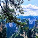 暑游张家界:蓝天白云伴奇峰 万千游人醉山水