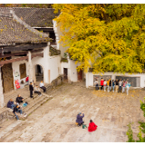 飞“阅”南岳⑪|来打卡啦!千年银杏迎来最佳观赏期