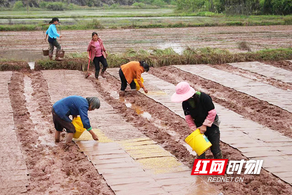 祁东河洲镇：立足“三早”做好早稻育秧