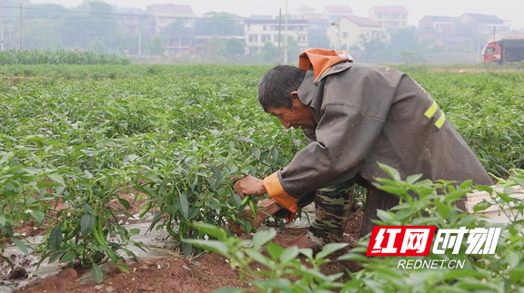 衡阳县新桥村：时令蔬菜抢“鲜”上市 采销两旺促农增收