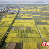 鼎城区“爱卫协会”助力河长制环境整治显实效