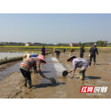 万象”耕”新看常德丨石门：种粮大户担纲“专业化集中育秧”