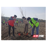 常德市民政局开展党员义务植树活动