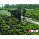 鼎城灌溪：小草做成大产业 农民走上致富路
