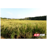 常德法院：“四大司法法宝”护春耕