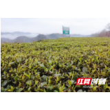 桃源县牛车河镇：“扶贫茶园”助脱贫促增收