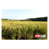 鼎城草坪：建立利益联结机制  产业扶贫鼓足贫困户的“钱袋子”