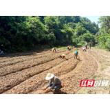 桃源：小小油葵籽 美村又富民