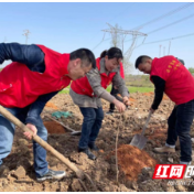 新时代文明实践耀武陵丨穿紫河街道朝阳路社区组织开展义务植树活动 