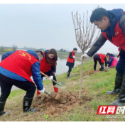 鼎城区镇德桥镇：组织开展植树活动