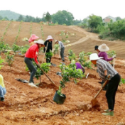 常德临澧：荒山变橘园 脱贫户扎牢致富根基