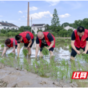 汉寿夏耕见闻：农发行主题党日活动“搬”进田间
