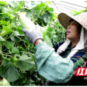 安乡润农：改品种 提品质 瓜果飘香助力乡村振兴