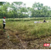 鼎城区斗姆湖街道：油菜生产丰收季 秸秆禁烧巡查忙