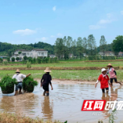 桃源剪市：多措并举保障粮食生产