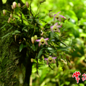 壶瓶深山石斛多 曲茎石斛被列为国家一级保护野生植物