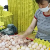 科技引领，打造品牌，帮扶乡梓——石门哲武农牧的兴望之路
