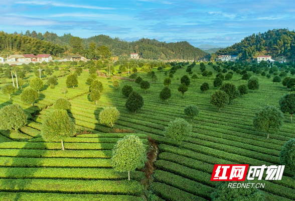 桃源：打造茶业产业示范园，激活乡村振兴新动力