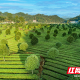 桃源：打造茶业产业示范园，激活乡村振兴新动力