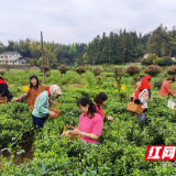 湖南桃源：乡村振兴画卷美，产业花开香四溢