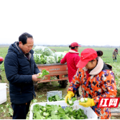 常德西湖：菜苗销售旺 菜农备耕忙