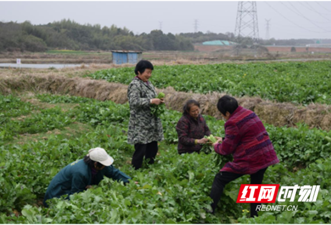 湖南津市：“订单农业”显身手，千亩油菜喜丰收