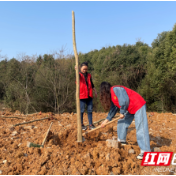 石门：同植党建先锋林 共护生态好家园
