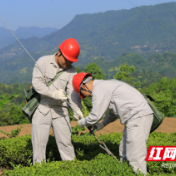 新闻特写丨常德石门：“电小骡”巡线记