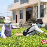 常德联通志愿者变身“采茶工” 助力茶农采茶增收