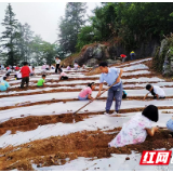 石门县罗坪乡中心学校：中药种植进校园，劳技课让孩子走进田间地头